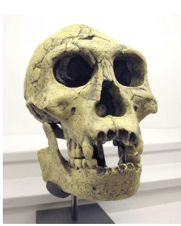 the skull of first human